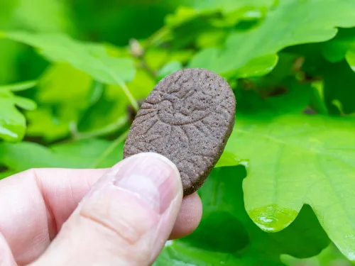 Máslové sušenky s čajem houjicha