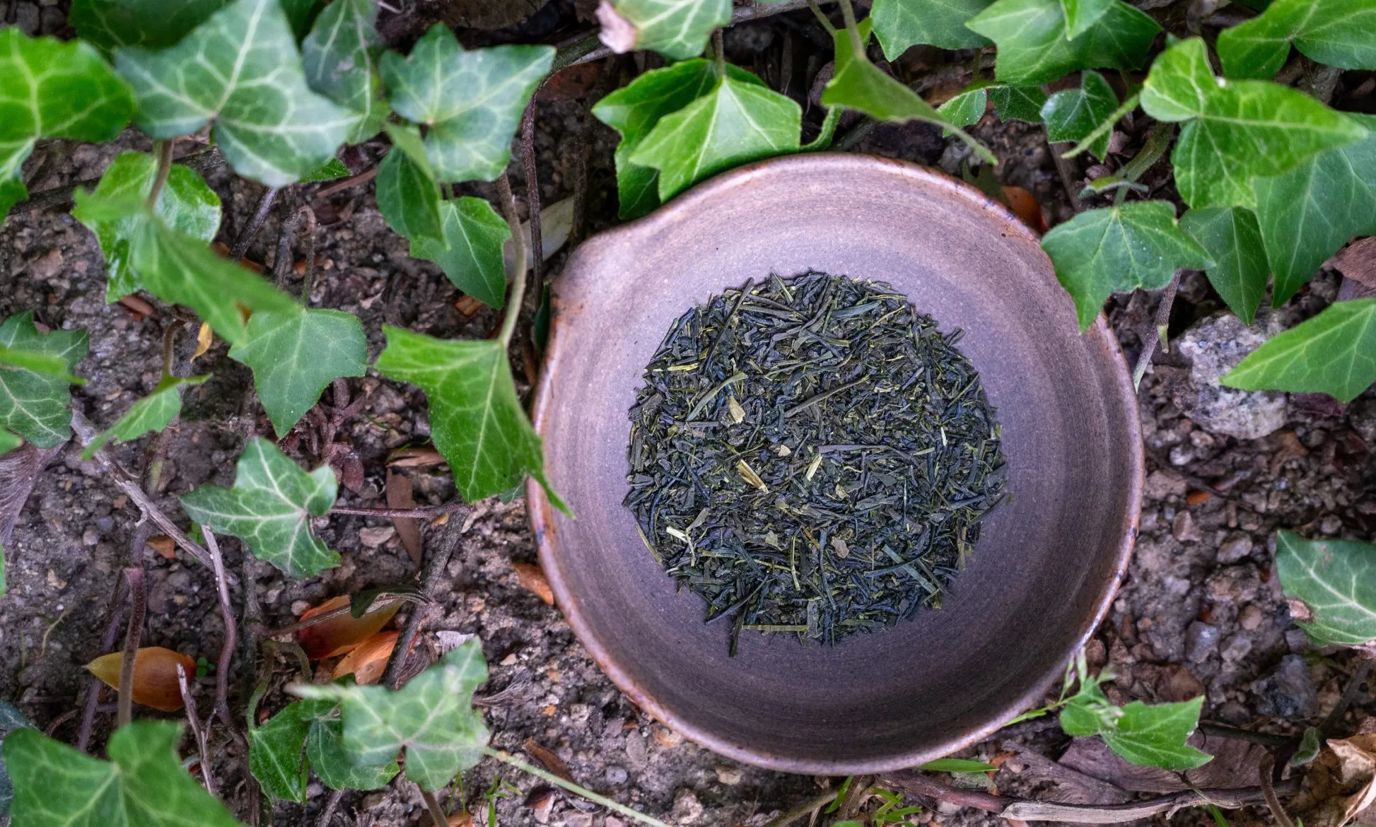 Sencha Fukamushi - Poklad ze Shizuoky