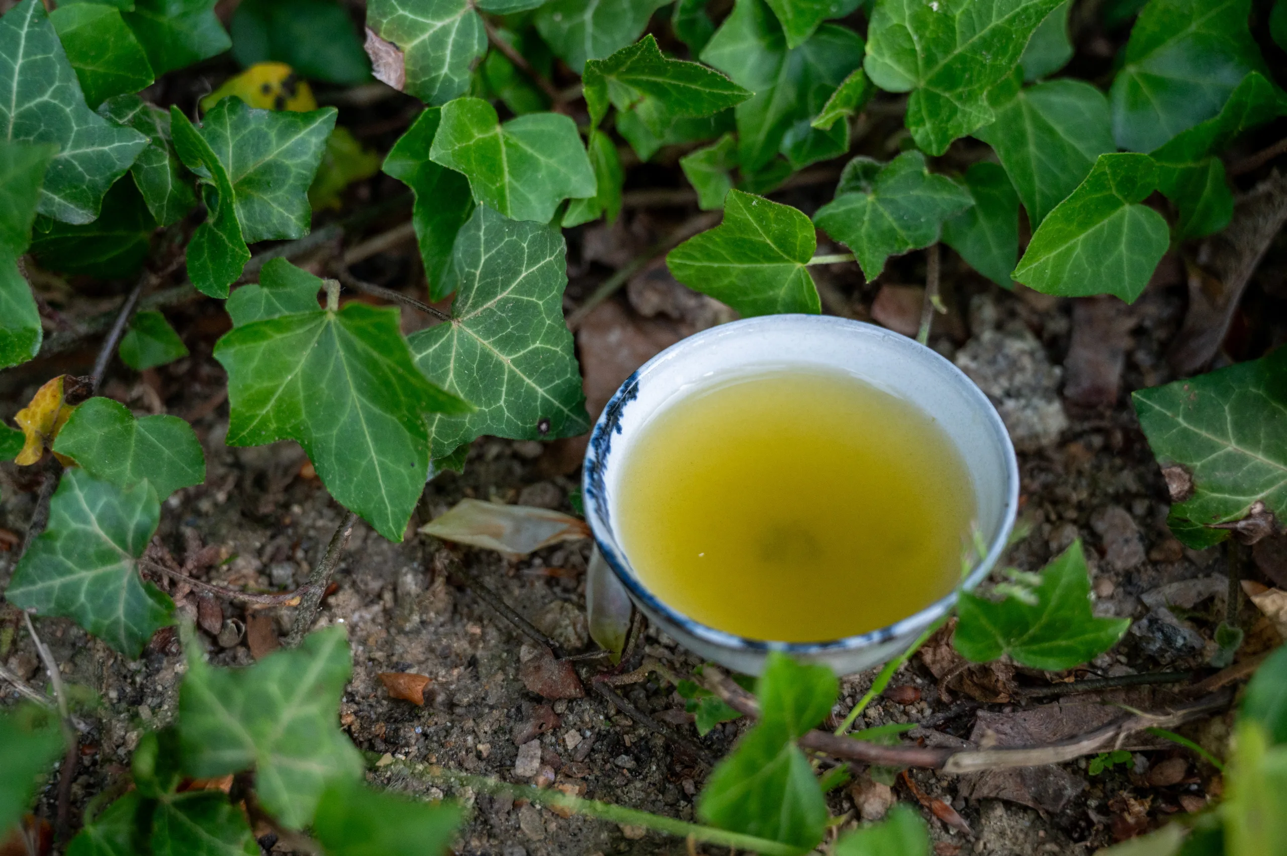 Sencha Fukamushi 50g - výrazné umami ze Shizuoky - Obrázek 8