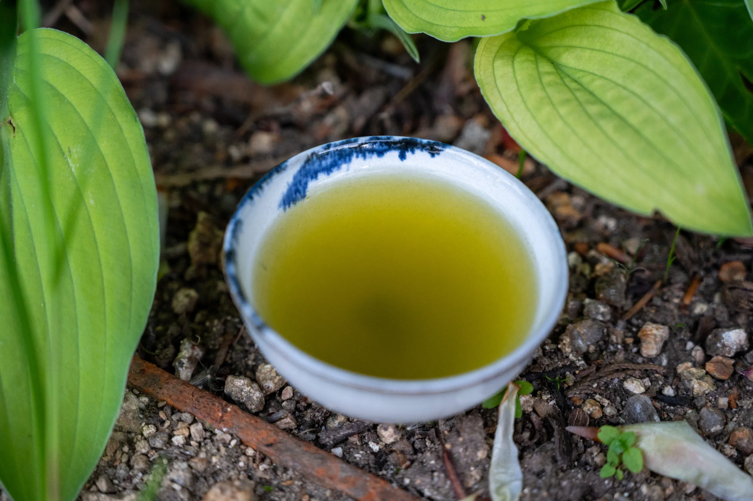 Sencha Fukamushi 50g - výrazné umami ze Shizuoky - Obrázek 6