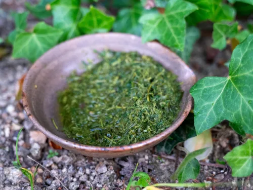 Sencha Fukamushi - výrazné umami ze Shizuoky